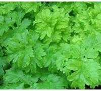 Approx 2000 Seeds of Vegetable Celery Green Soup