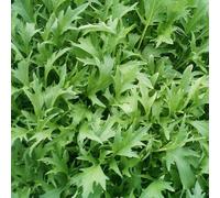 Approx 2000 Seeds of Vegetable Mizuna Oriental