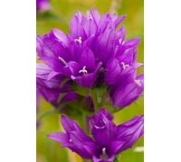 Approx 2000 Seeds of Wild Flower (British) Clustered Bellflower Campanula Glomerata