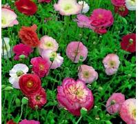 Approx 21000 Seeds of Papaver Shirley Double Mixed Poppy Annuals & Biennials