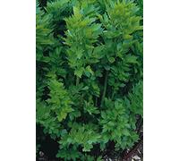 Approx 3000 Seeds (10 Grams Seeds) of Herbs Lovage Levisticum Officinalis