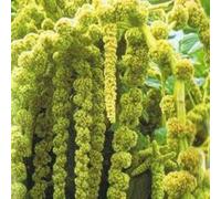Approx 350 Seeds of Amaranthus Caudatus Green Annuals & Biennials