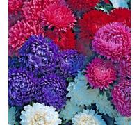 Approx 450 Seeds of Aster Milady Mixed Dwarf Callistephus Chinensis