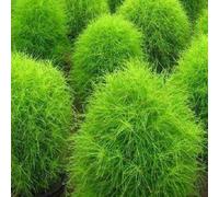 Approx 4800 Seeds of Burning Bush Kochia Trichophylla