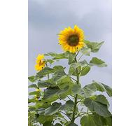 Approx 5 Seeds of Flower Sunflower Mongolian Giant Up To 12 Feet Tall