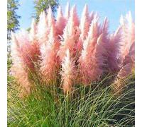 Approx 50 Seeds of Pampas Grass Pink Feather Cortaderia Selloana Perennial Seeds
