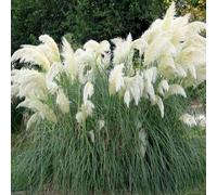 Approx 50 Seeds of Pampas Grass White Feather Cortaderia Selloana Perennial Seeds