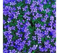 Approx 500 Seeds of Aubrieta Royal Blue Rock Garden/Border Rock Cress