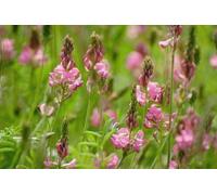 Approx 500 Seeds of British Wild Flower Onobrychis Sainfoin