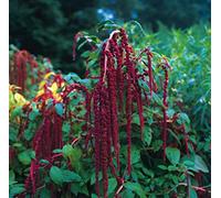 Approx 500 Seeds of Flower Amaranthus Caudatus Red Love Lies Bleeding
