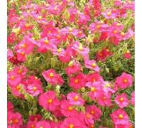 Approx 500 Seeds of Helianthemum Mutabile Mix Rock Rose