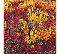 Approx 500 Seeds of Wallflower Persian Carpet Annuals & Biennials