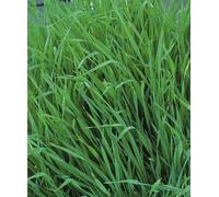 Approx 500g Bulk Seeds of Vegetable Green Manure Grazing Rye