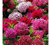 Approx 900 Seeds of Dianthus Barbatus Sweet William Tall Double Mix Annuals