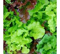 Approximately 1000 Seeds of Winter Mix Baby Leaf Mixed Lettuce