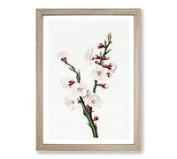 Apricot Flower by Giorgio Gallesio Framed Print | A2 Oak Framed Wall Art | Ready to Hang | Modern Floral Picture | Living Room Bedroom Lounge Office