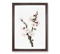 Apricot Flower by Giorgio Gallesio Framed Print | A2 Walnut Framed Wall Art | Ready to Hang | Modern Floral Picture | Living Room Bedroom Lounge Office