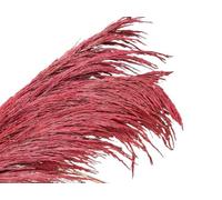 ApuaVireo&Co Pampas Grass Large Pampas Grass Tall,80-120cm Natural Brown Floral Vintage Dried Flower,Large Plant For Living Room Decor Bouquet(80-120cm-02,12pcs)