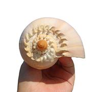 AQCDPJYU Natural Seashells, Giant Beach Shells Great for Fish Tank Wedding Decor Theme Party Home Decorations DIY Crafts Air Plants(D)