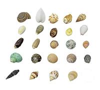 AQCDPJYU Sea Shells Natural Colorful Mixed Beach Seashells Various Sizes Perfect for Theme Party Home Decor DIY Crafts Fish Tank Decorations(A)