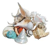 AQCDPJYU Sea Shells Natural Seashells Large Mixed Beach Various Sizes for Fishtank DIY Craft Themed Party Home Wedding Decoration(A)