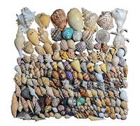 AQCDPJYU Sea Shells Natural Seashells Large Mixed Beach Various Sizes for Fishtank DIY Craft Themed Party Home Wedding Decoration(C)