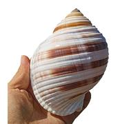 AQCDPJYU Seashells Large Natural Conch Shells Big Great for Beach Theme Party, Home Decorations,DIY Crafts, Fish Tank, Air Plant(L)