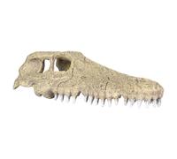 Aqua Della Alligator Skull Aquarium Decoration 28.5X14.5X8 Cm Fish Safe