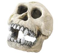 Aqua Della Aquarium Decoration Chimpanzee Skull 16 Cm For Ornamental Fish