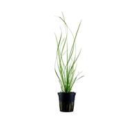 Aqua Essentials Cyperus helferi