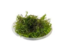 Aqua Essentials Flame Moss in 80cc cup