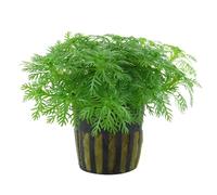 Aqua Essentials Hottonia palustris