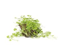 Aqua Essentials Hydrocotyle tripartita on Lava Stone