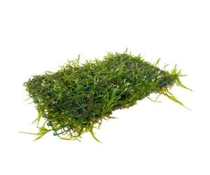 Aqua Essentials Java Moss On Pad - 15x10cm