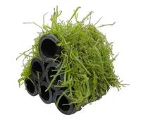 Aqua Essentials Java Moss Shrimp Shelter