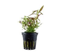 Aqua Essentials Limnophila hippuridoides