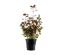 Aqua Essentials Ludwigia palustris
