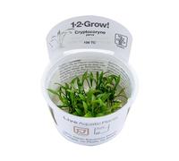 Aqua Essentials Tropica Cryptocoryne parva 1-2-GROW!