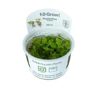 Aqua Essentials Tropica Phyllanthus fluitans 1-2-Grow! Floating Aquarium Plant
