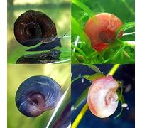 AquaLife UK 10x Aquarium Ramshorn Snails, 4 different types, Freshwater Algae Cleaners, Aquarium Pack