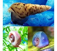 AquaLife UK 10x Aquarium Snails, 3 different types, Freshwater Algae Cleaners, Aquarium Pack