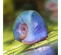 AquaLife UK 2x Blue Ramshorn Snail Aquarium (Planorbidae)