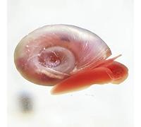 AquaLife UK 2x Pink Ramshorn Snail Aquarium (Planorbidae)