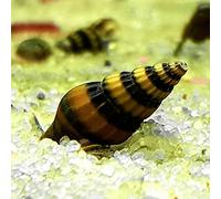 AquaLife UK 5x Assassin Snails Tropical Freshwater Aquarium Snail Pest Solution Eats Snails (Anentome Helena)