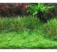 AquaPlants Crystalwort (Riccia Fluitans) - 4x6 cm portion