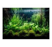 Aquarium Backdrop Diverse Aquatic Plants Seagrasses Terrarium Background Redwood Root Lush Green Underwater Plants Tropical Style Fish Tank Background Under The Sea Aquarium Backdrop Vinyl 24x12in