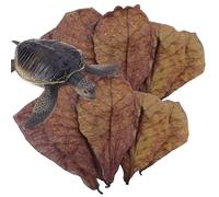 Aquarium Catappa Leaves | Catappa Indian Almond Leaves, pH Balancing Water Processors for Aquariums, Pools and Turtle Aquariums, Nest Accessories, Indian Almond Leaves p