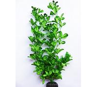 Aquarium plant (Silk) Glossy Greens Fish Tank Decoration (50cm Tall)