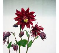 Aquilegia 'Bordeaux Barlow'. 2L Plant. Upright perennial, deep-red flowers. Available from Bedwen Plants.