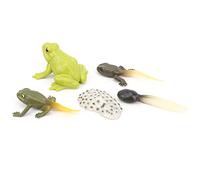 aqxreight Animals Growth Cycle Life Cycle Model Learning Teaching Model